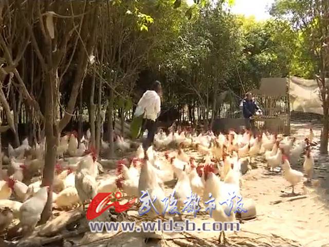 白羽鸡里的致富经