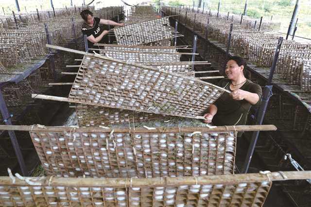 到黔江唤起脑海深处的乡愁记忆