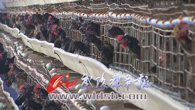 农视网致富经_致富经20130102农视网_致富频道