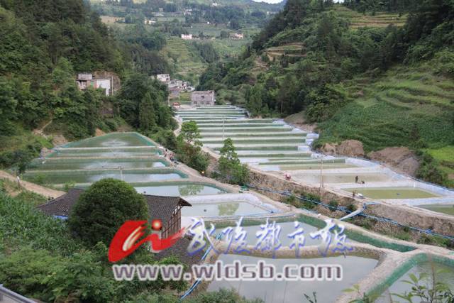 澳洲龙虾养殖基地视频 6c626db1b60e1e7528e806.jpg